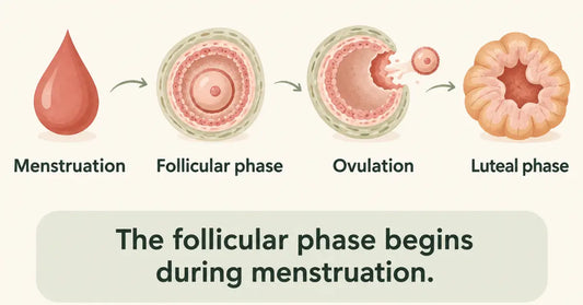 Overview of menstruation, the follicular phase, ovulation, and the luteal phase.