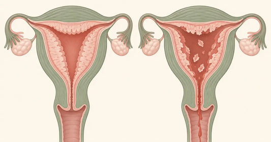 Why Do Humans Menstruate Instead of Reabsorbing the Uterine Lining?